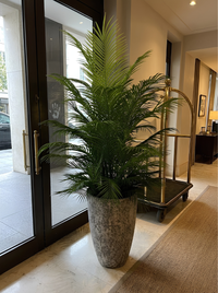 Palmier d'Intérieur Géant – Pot Mélamine Texturé Gris 180 cm