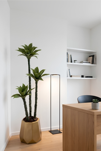 Dracaena Massangeana avec pot en polyester 3