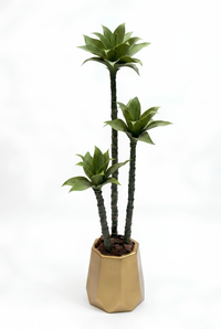 Dracaena Massangeana avec pot en polyester