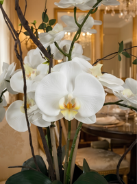 Élégance Zen – Orchidées Blanches Vase Porcelaine Noir 69 cm