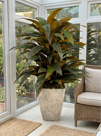Tropical Cuivré | Pot Caoutchouc | 160 cm