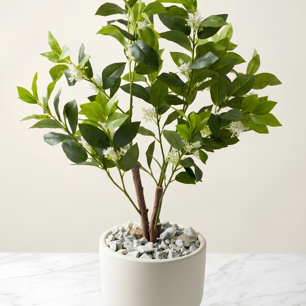 Citrus sinensis