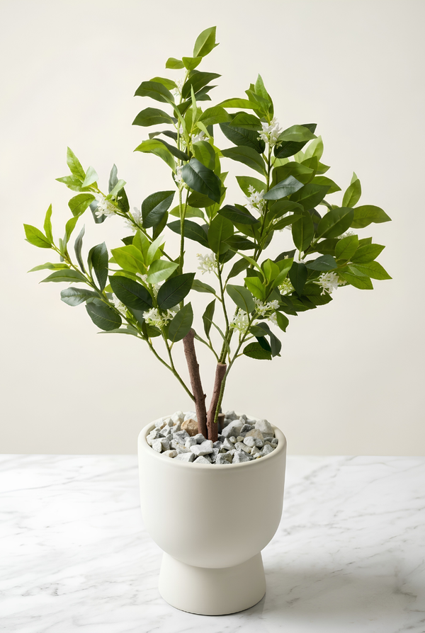 Citrus sinensis