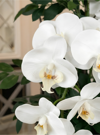 Orchidées Phalaenopsis Vase Porcelaine Noir|58 cm