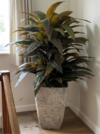 Tropical Cuivré | Pot Caoutchouc | 160 cm