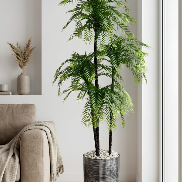 Palmier Areca Naturel 163cm
