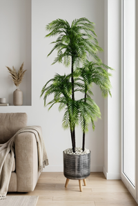Palmier Areca Naturel 163cm