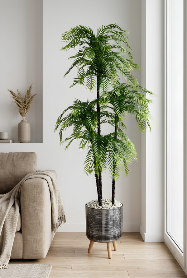 Palmier Areca Naturel 163cm