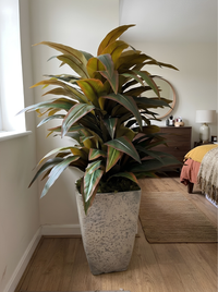 Tropical Cuivré | Pot Caoutchouc | 160 cm