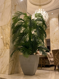 Palmier Prestige