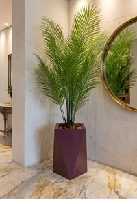 Areca Royale avec pot en polyester