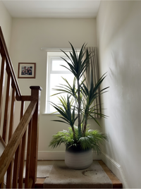 Élégance Tropicale Yucca et Palmier Pot Mélamine Dégradé 160 cm