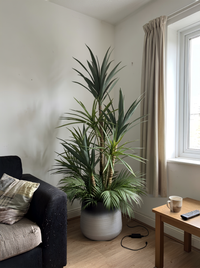 Élégance Tropicale Yucca et Palmier Pot Mélamine Dégradé 160 cm