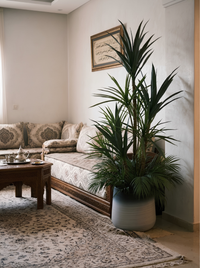 Élégance Tropicale Yucca et Palmier Pot Mélamine Dégradé 160 cm