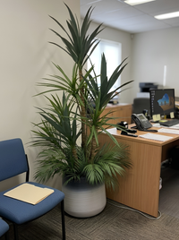 Élégance Tropicale Yucca et Palmier Pot Mélamine Dégradé 160 cm