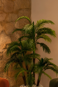 COE — Palmier Kentia Majestueux