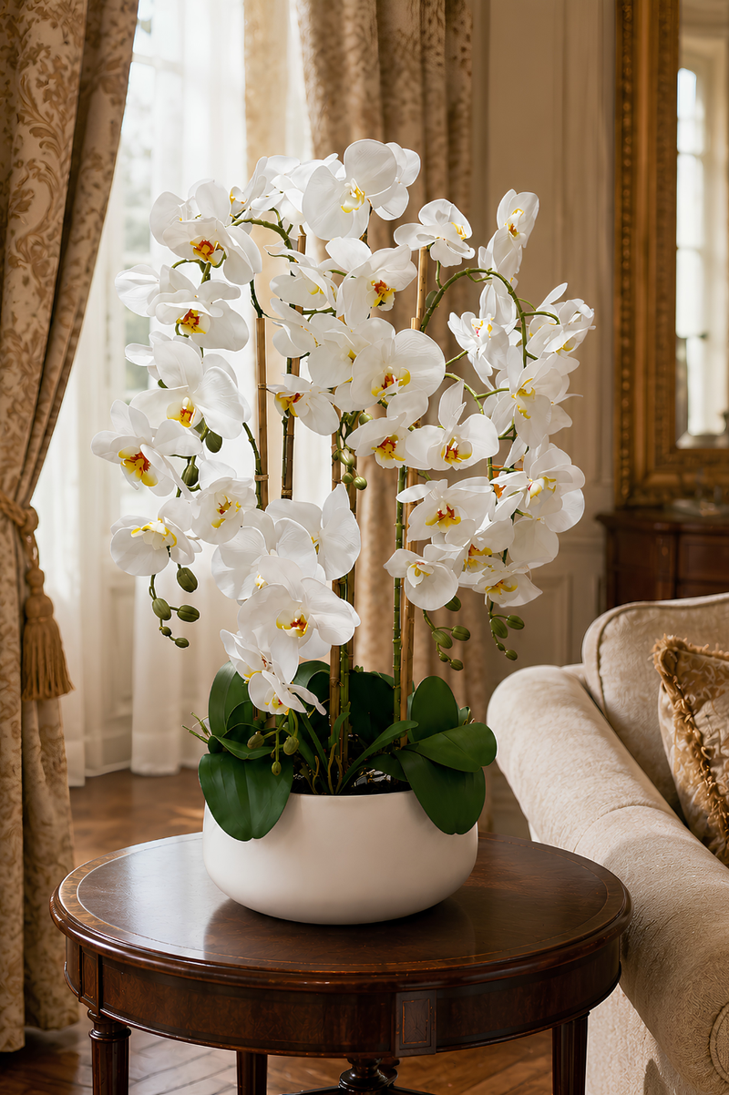 Orchidées Blanches