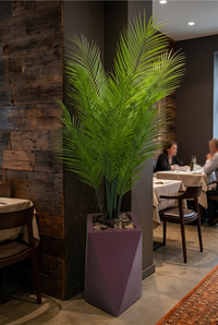 Areca Royale avec pot en polyester