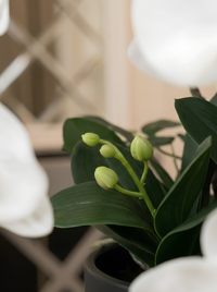 Orchidées Phalaenopsis Vase Porcelaine Noir|58 cm