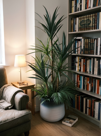 Élégance Tropicale Yucca et Palmier Pot Mélamine Dégradé 160 cm