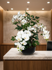 Orchidées Phalaenopsis Vase Porcelaine Noir|58 cm