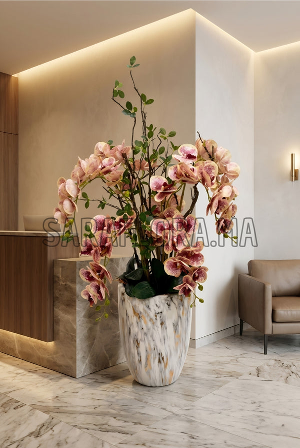 Phalaenopsis Orchid