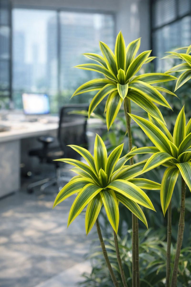 Image supplémentaire de pied de page 1