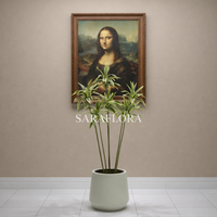 Dracaena citron-lime