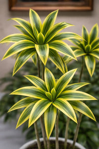 Dracaena fragrans ‘Lemon Lime’