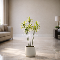 Dracaena fragrans ‘Lemon Lime’A