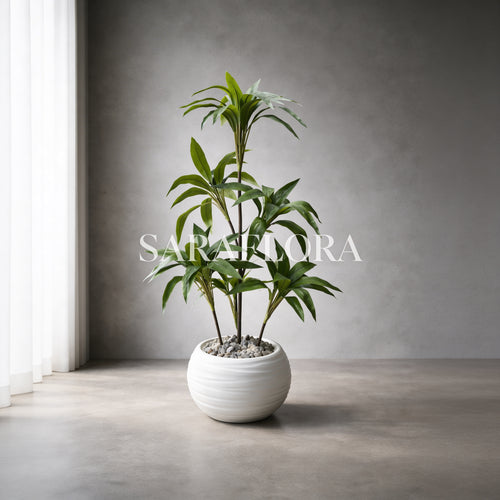 Dracaena Fragrans "Compacta" (Multi-troncs)