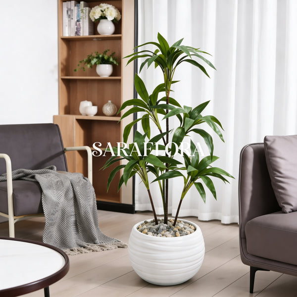 Dracaena Fragrans "Compacta" (Multi-troncs)