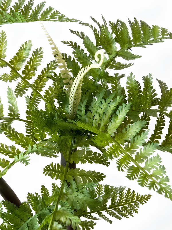 Fougère Arborescente 126cm – Pot Blanc & Stabilisation Marbre Gris (Emballage Bois)