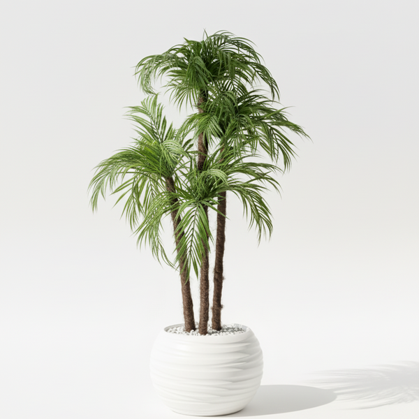 Palmier Areca - image alternative