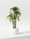 Palmier Areca