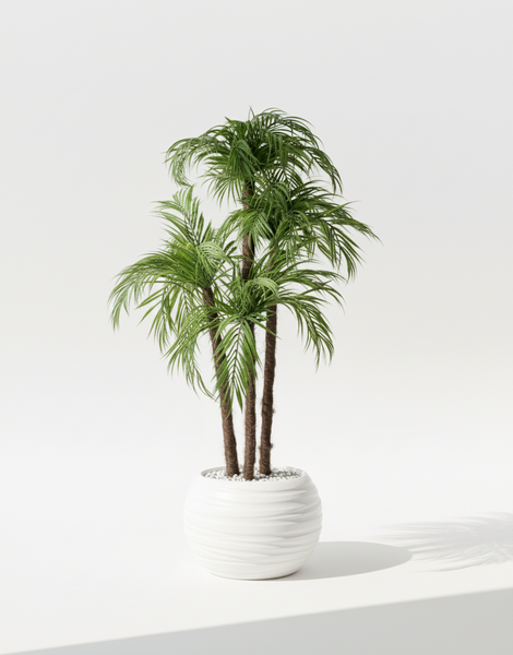 Palmier Areca - image alternative