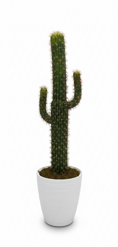 🌵Saguaro Élégance by SaraFlora