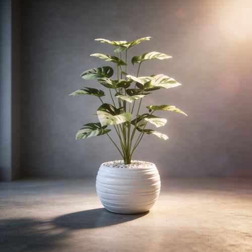 Monstera Signature – by SARAFLORA