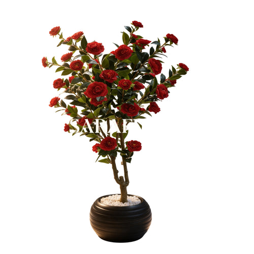 Camélia rouge (Camellia japonica)