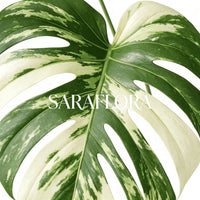Monstera 