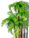 Palmier Areca