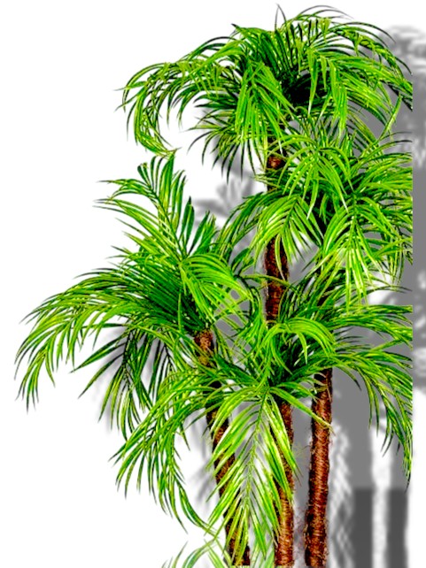 Palmier Areca