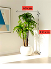 Palmier Areca