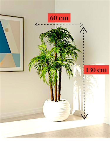 Palmier Areca