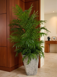 Palmier Areca XXL Premium 180cm – Pot Caoutchouc Effet Béton & Mousse Naturelle