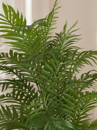 Palmier Areca XXL Premium 180cm – Pot Caoutchouc Effet Béton & Mousse Naturelle