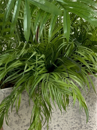 Palmier Areca XXL Premium 180cm – Pot Caoutchouc Effet Béton & Mousse Naturelle
