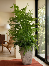 Palmier Areca XXL Premium 180cm – Pot Caoutchouc Effet Béton & Mousse Naturelle