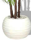Palmier Areca