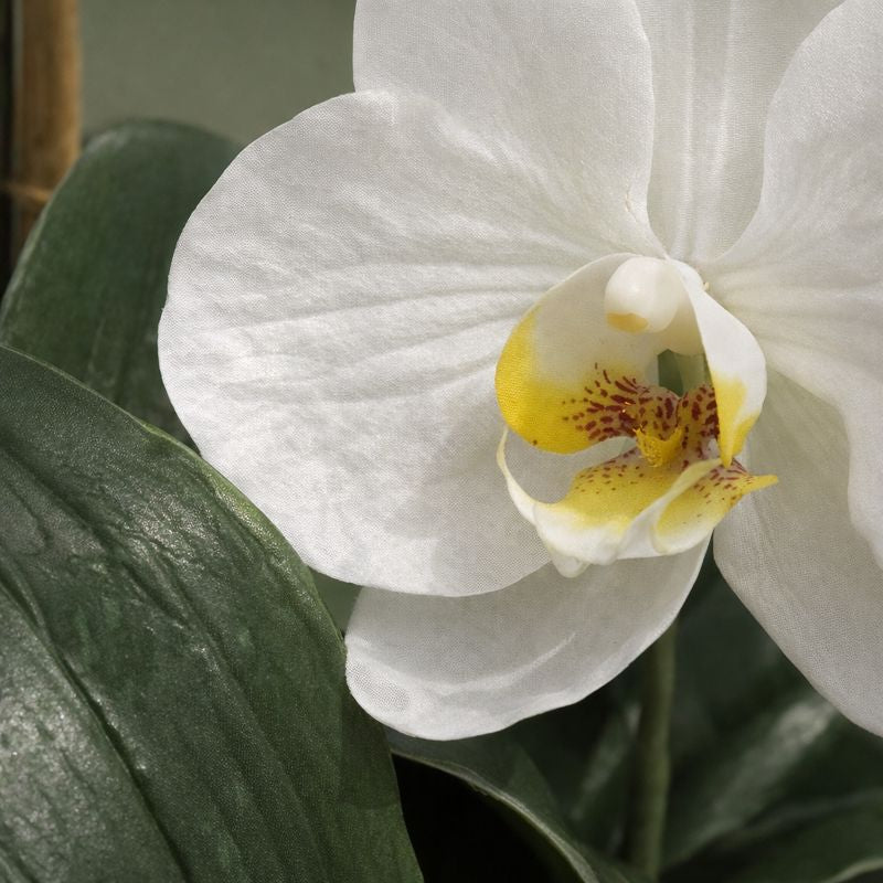 Image supplémentaire de pied de page 1